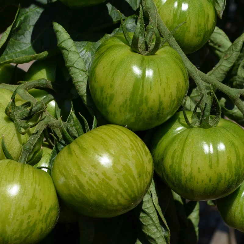 3 Plants de Tomate Green Zebra