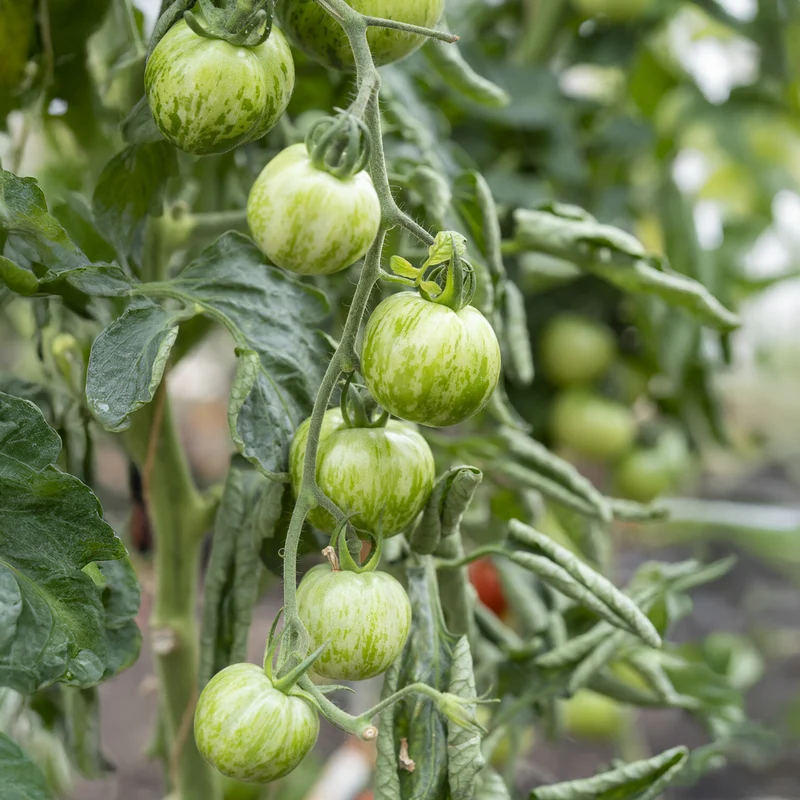 3 Plants de Tomate Green Zebra