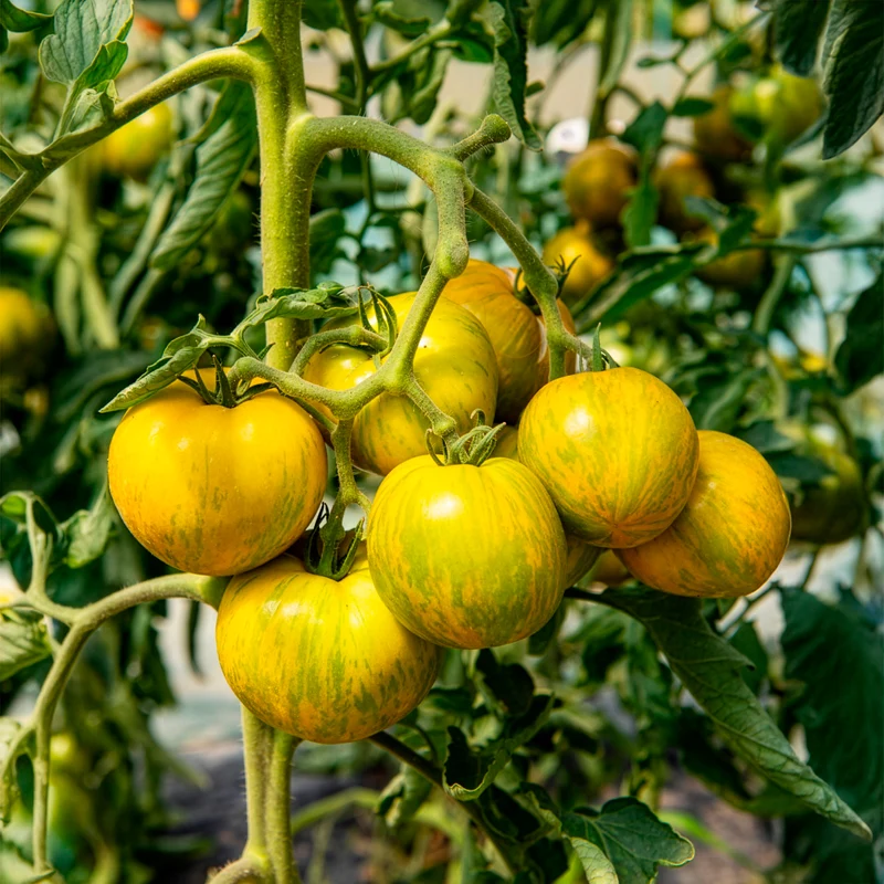 3 Plants de Tomate Green Zebra
