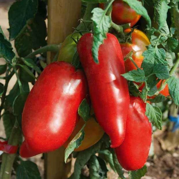 3 Plants de Tomate Andine cornue