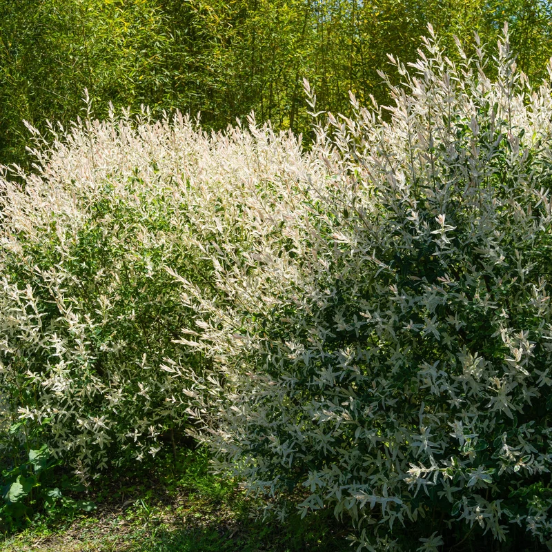 5 saules crevette - Haie de 3m linéaire
