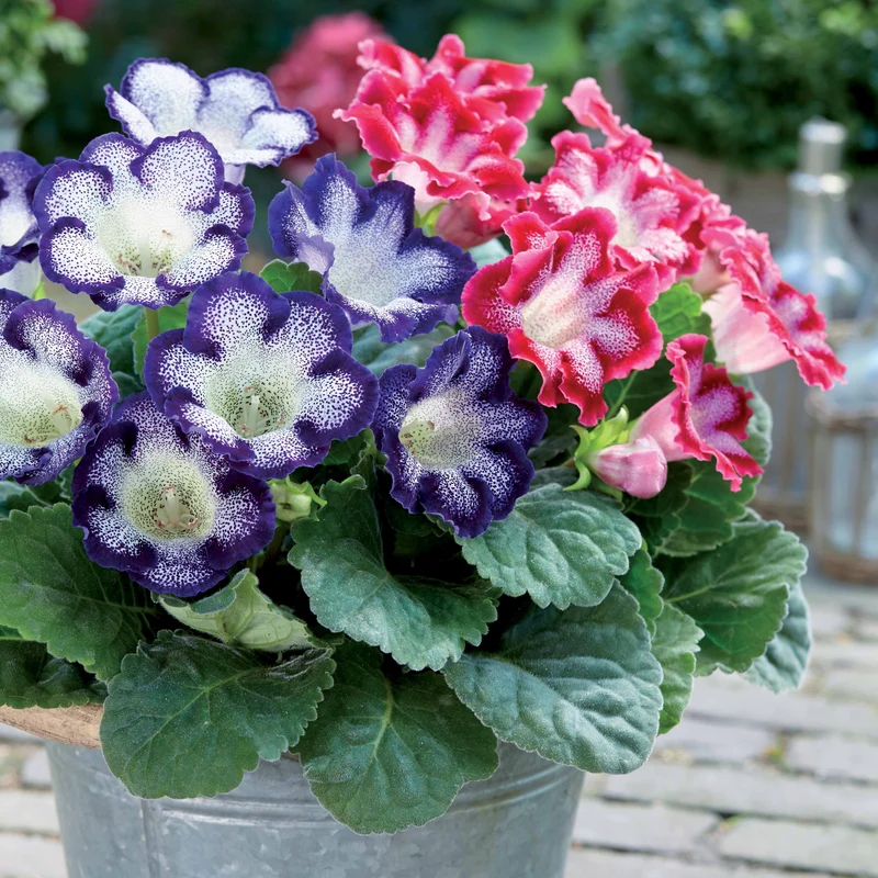 2 Gloxinias tachetés en mélange