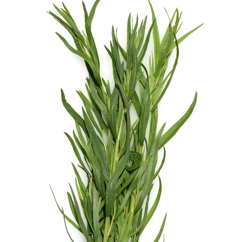 Plant d'Estragon