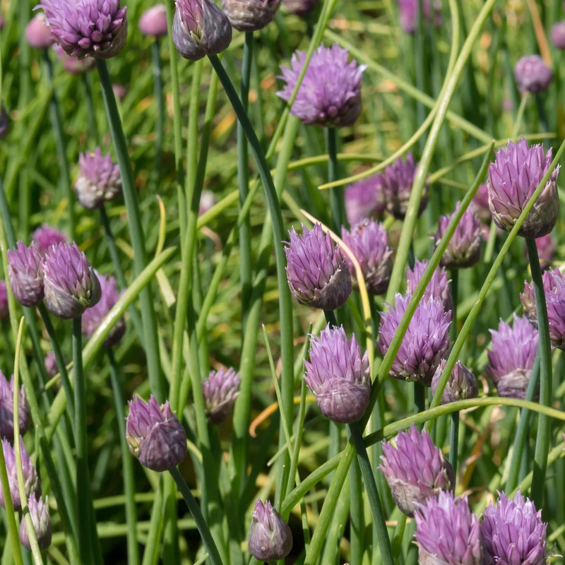 Plant de Ciboulette