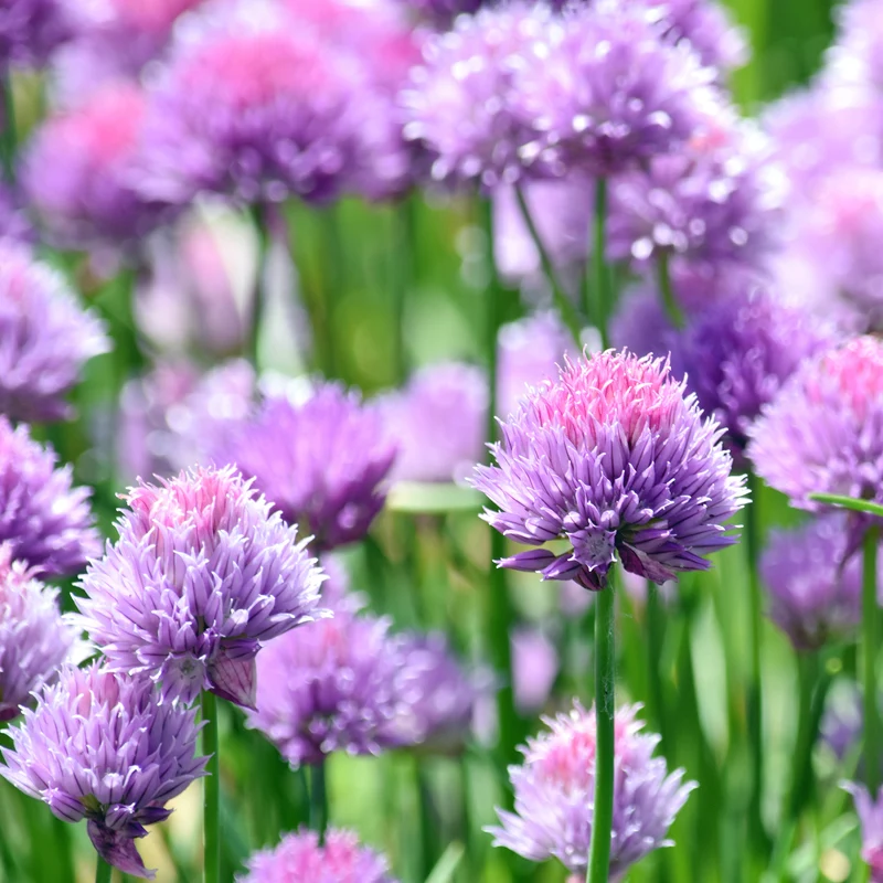 Plant de Ciboulette