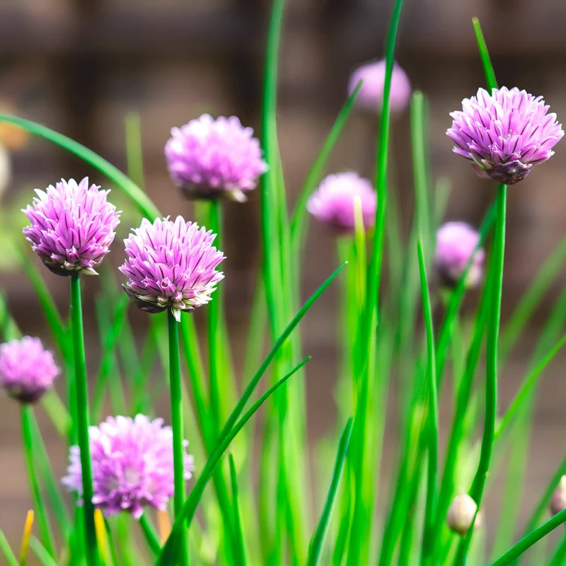 Plant de Ciboulette