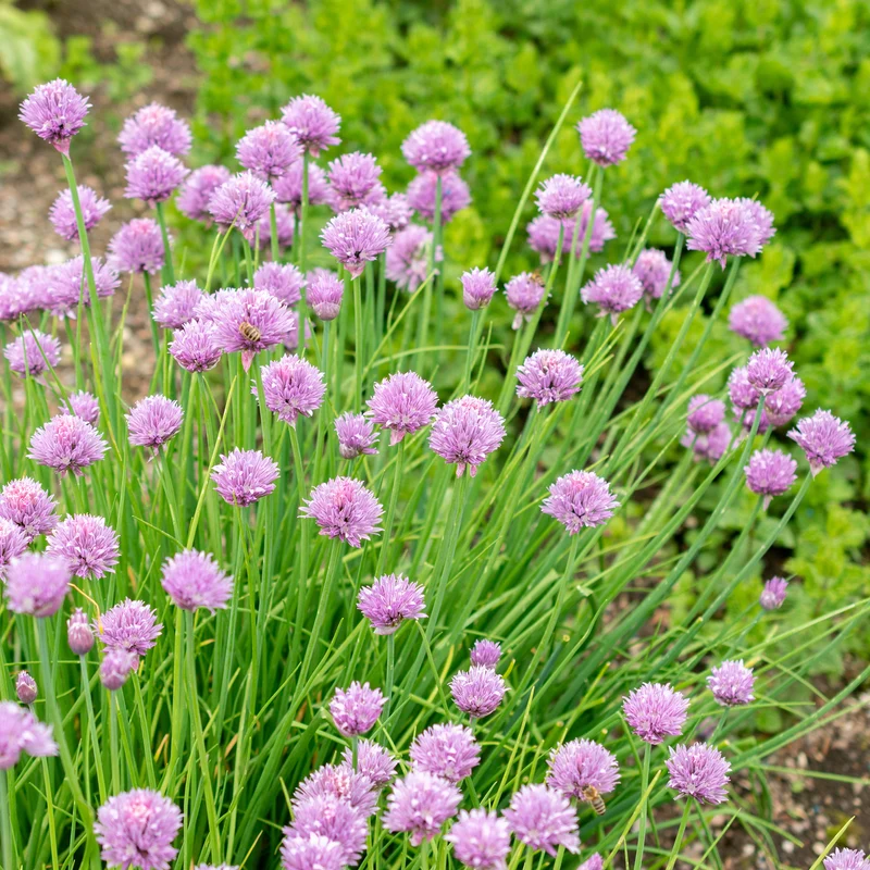 Plant de Ciboulette