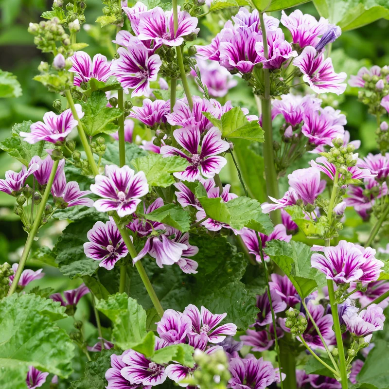 2 Mauves zébrées