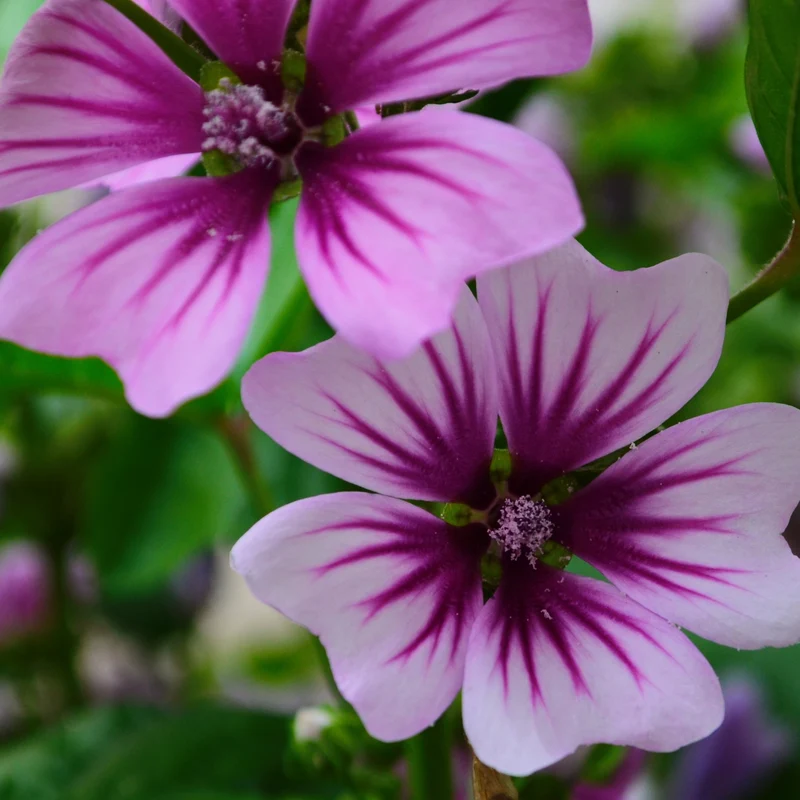 2 Mauves zébrées