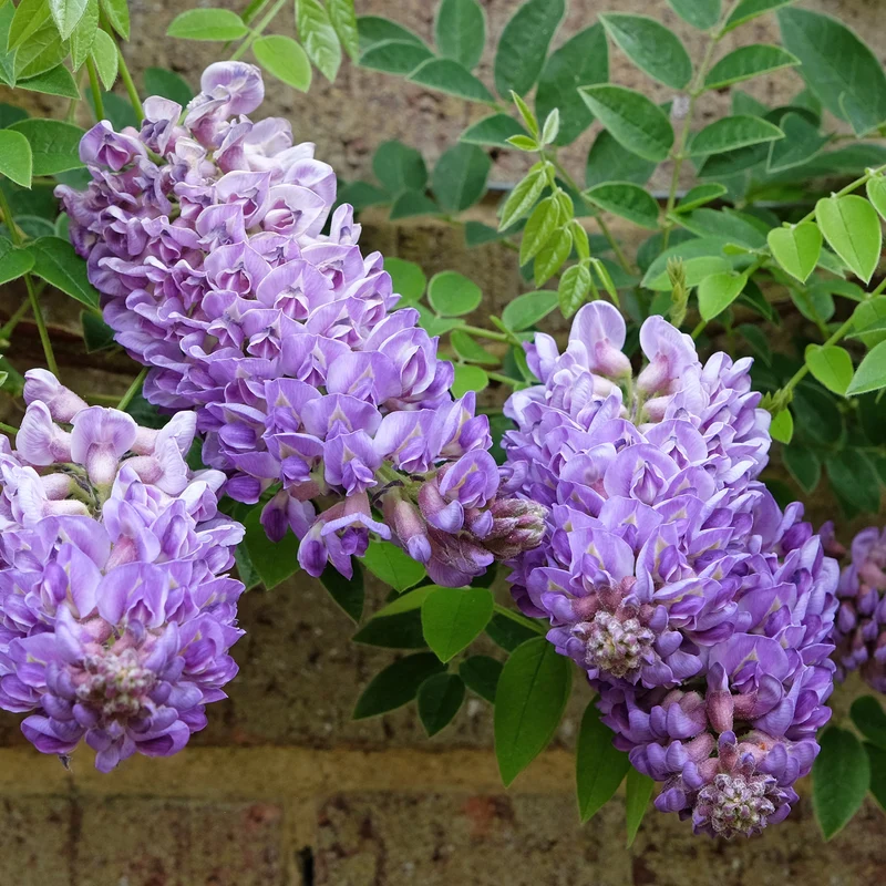 Glycine Toujours en fleurs