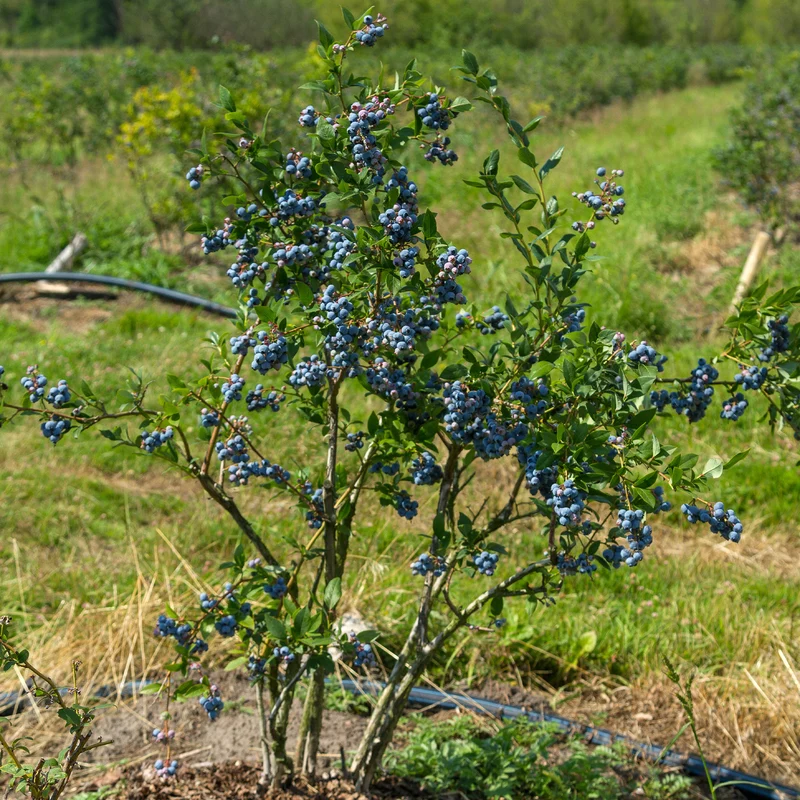 Myrtillier Vitaminos