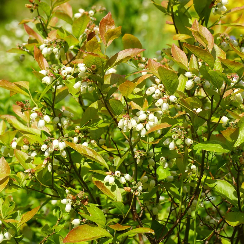 Myrtillier Vitaminos