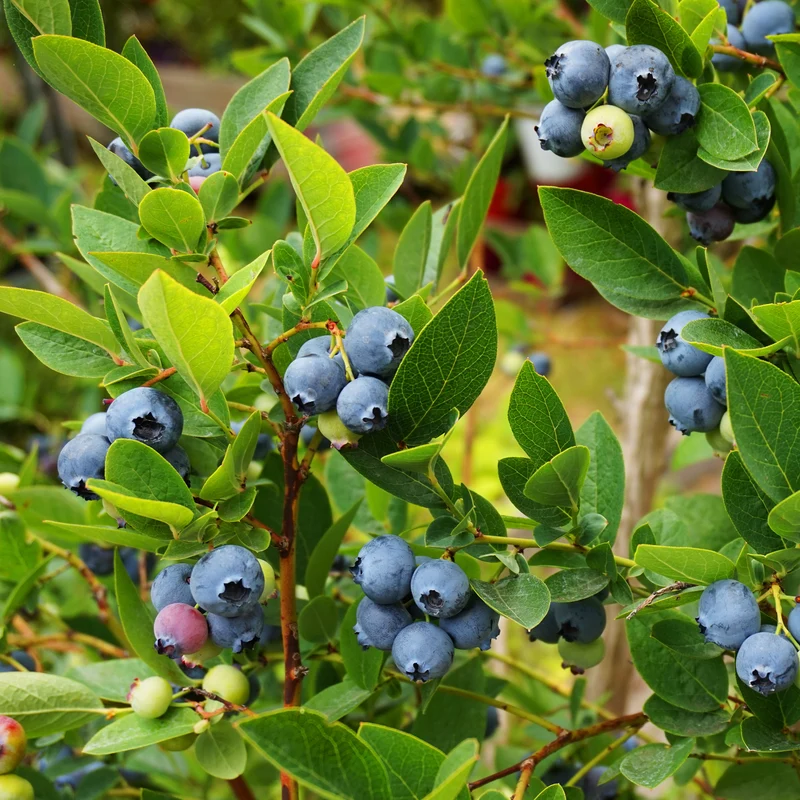 Myrtillier Vitaminos