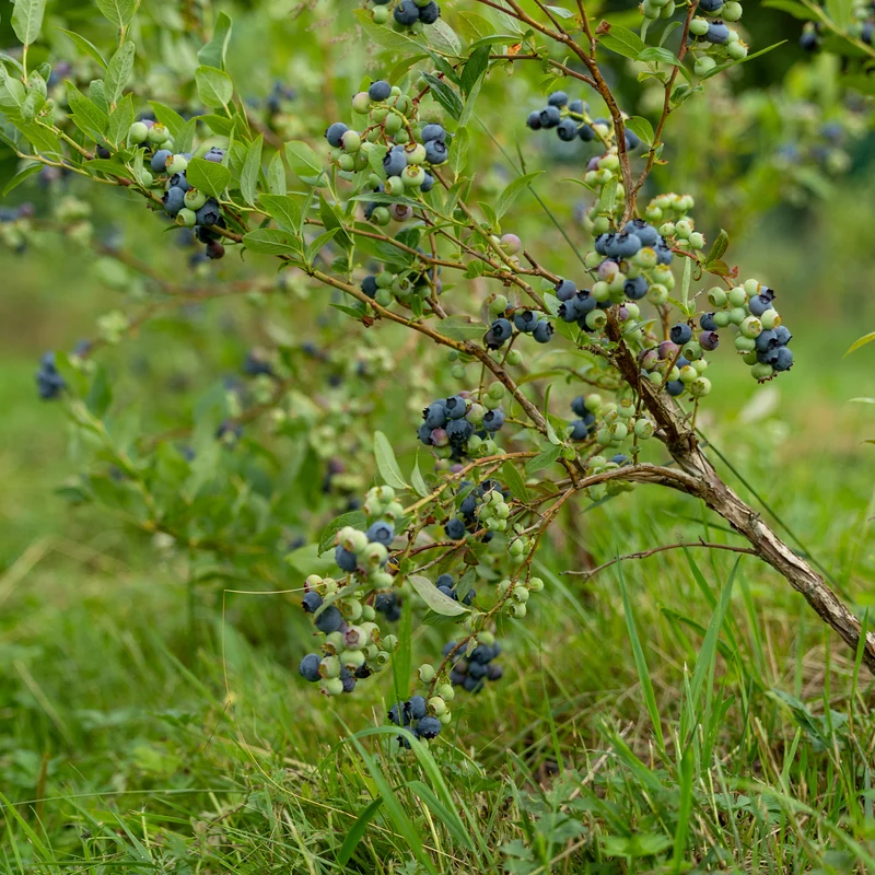 Myrtillier Vitaminos