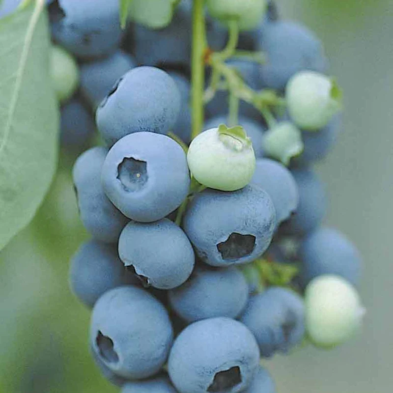 Myrtillier Vitaminos