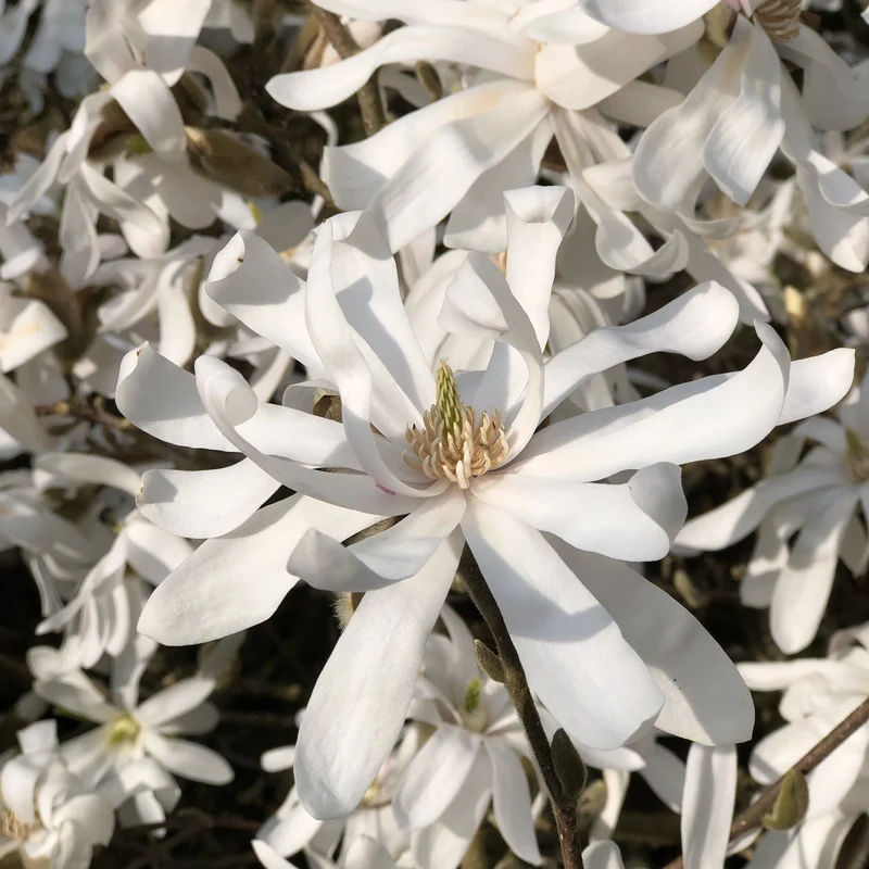 Magnolia étoilé