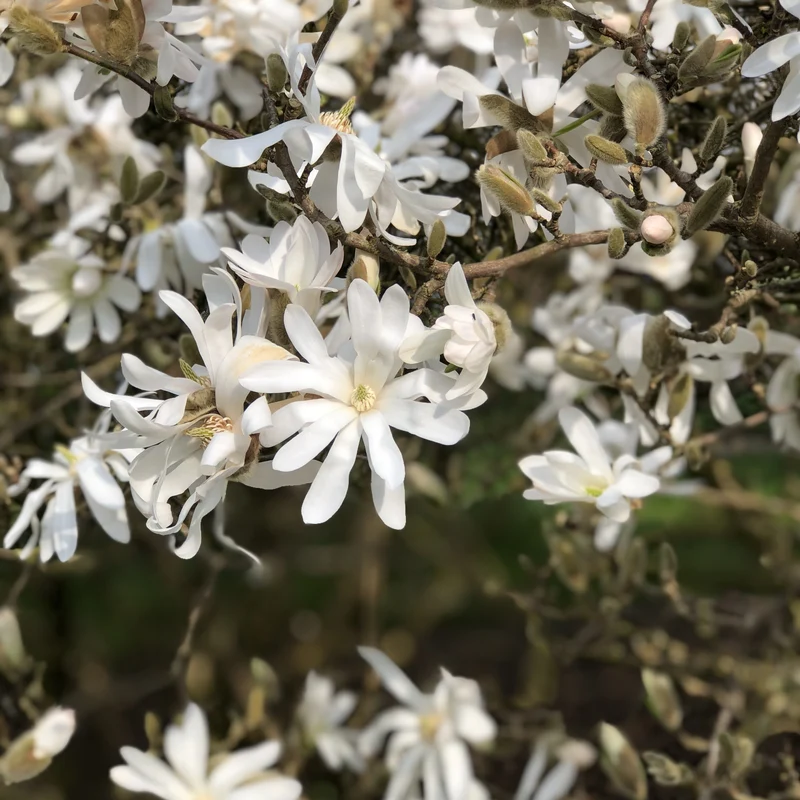 Magnolia étoilé