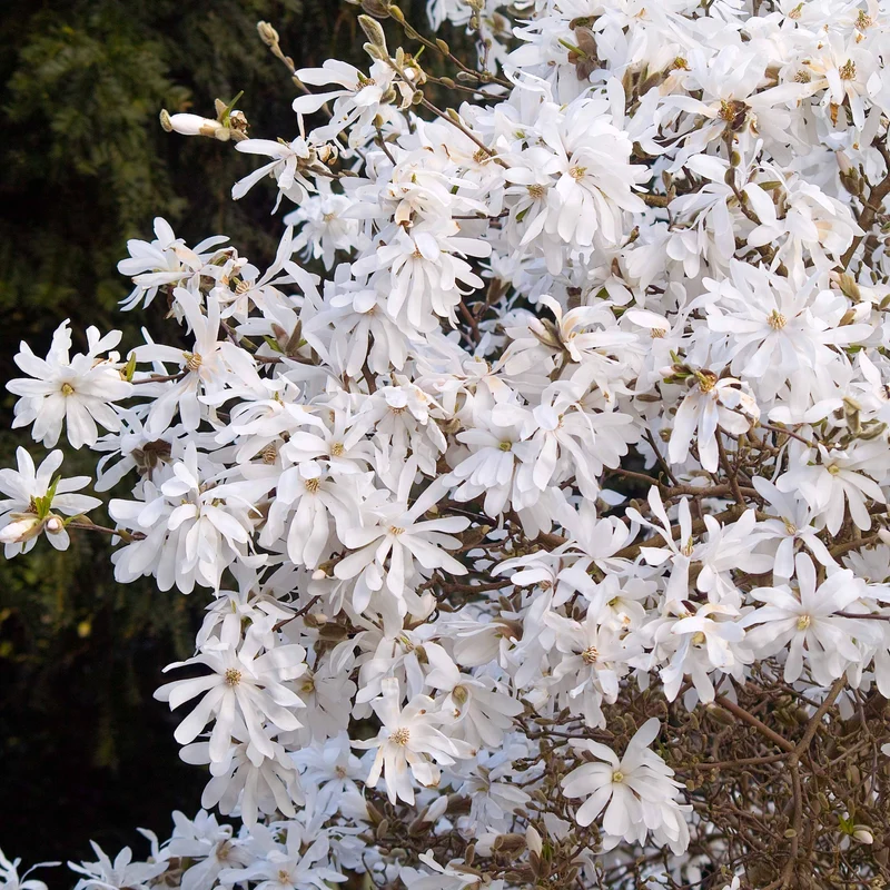 Magnolia étoilé