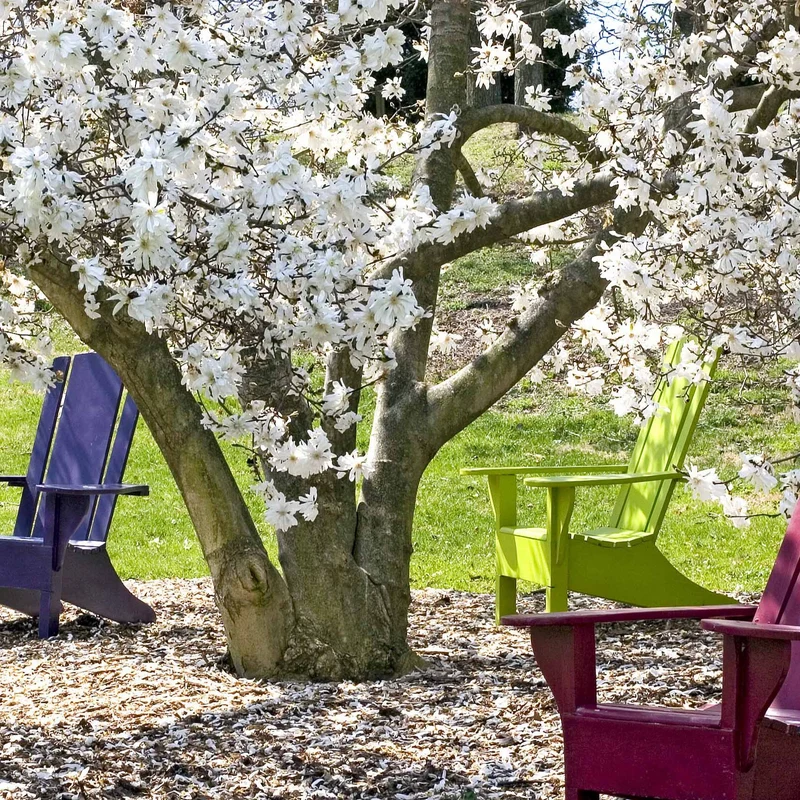 Magnolia étoilé