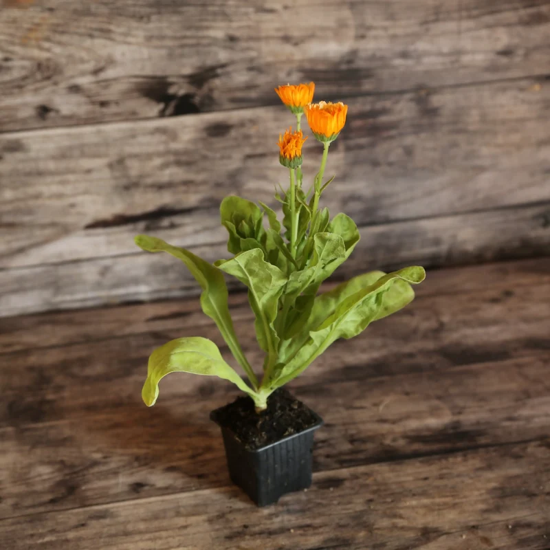 SOUCI PINK SURPRISE AB - PLANT