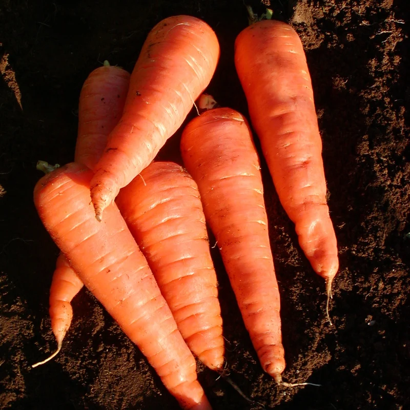 Carotte Red Cored Chantenay - Bio