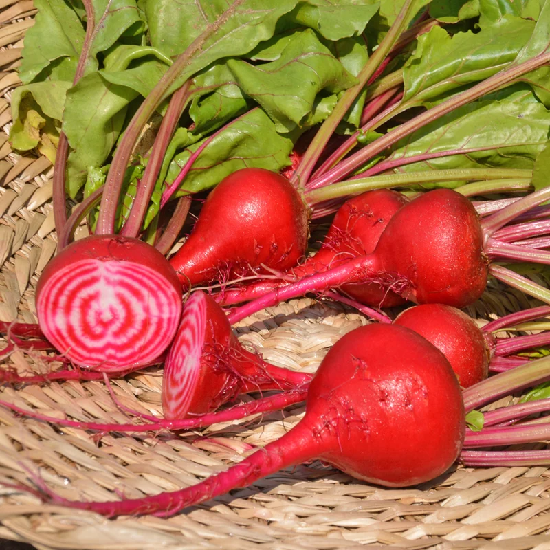 Betterave Chioggia - Bio