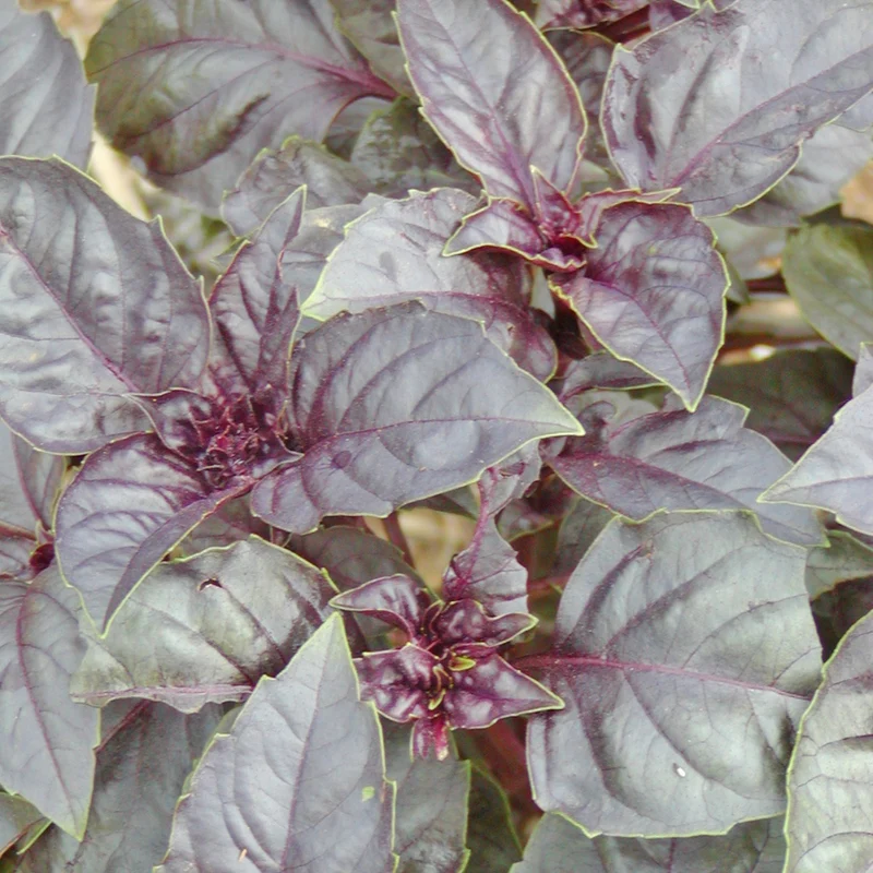 Basilic pourpre - Bio