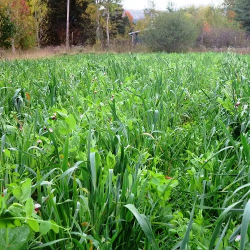 Avoine et pois - Bio