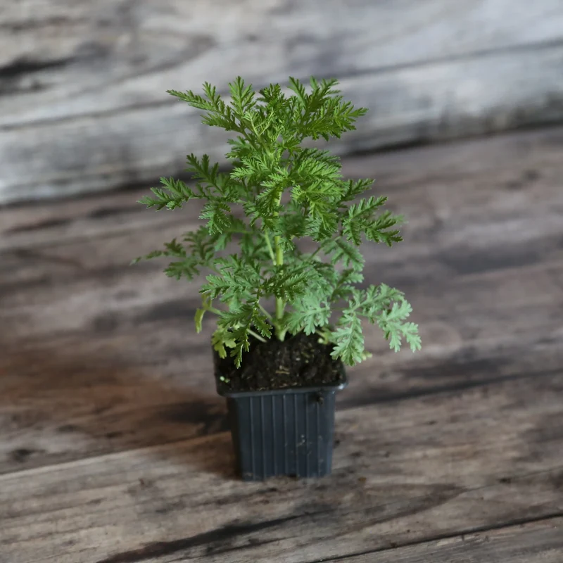 ARMOISE ANNUELLE ARTEMISIA AB - PLANT