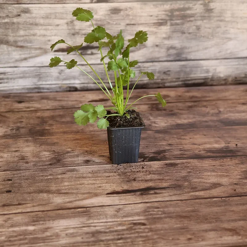 CORIANDRE AB - PLANT
