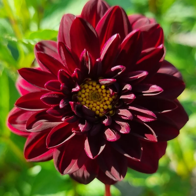 DAHLIA DECORATIF ARABIAN NIGHT AB
