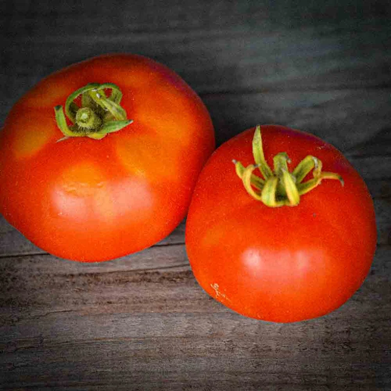 TOMATE MARMANDE AB - PLANT