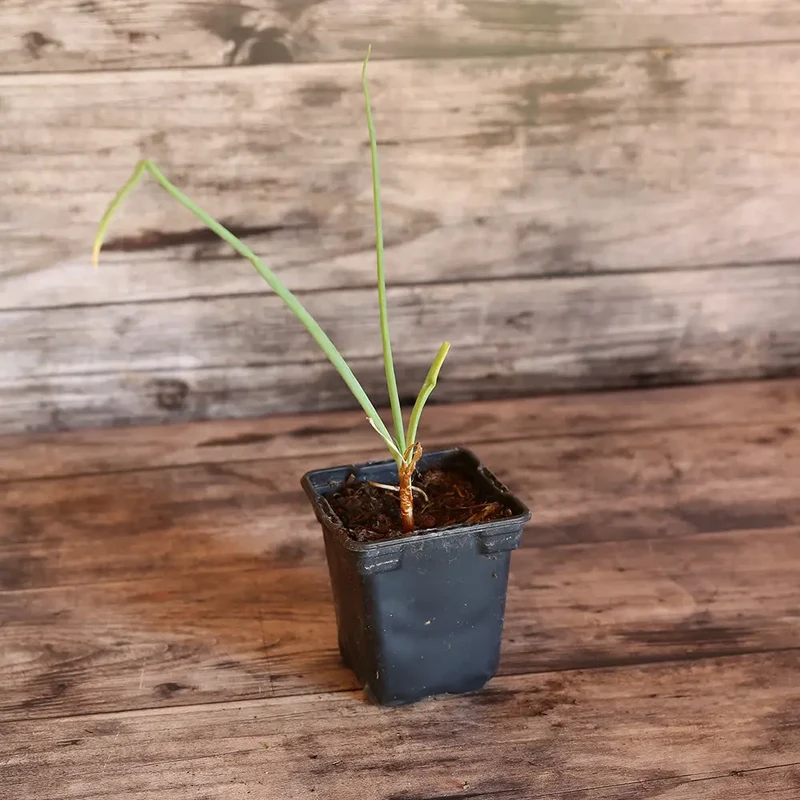 OIGNON PATATE AB - PLANT
