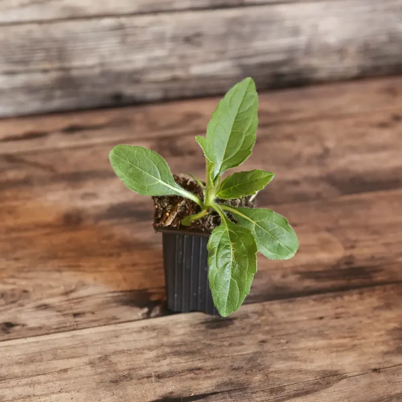 HÉLIANTI AB - PLANT