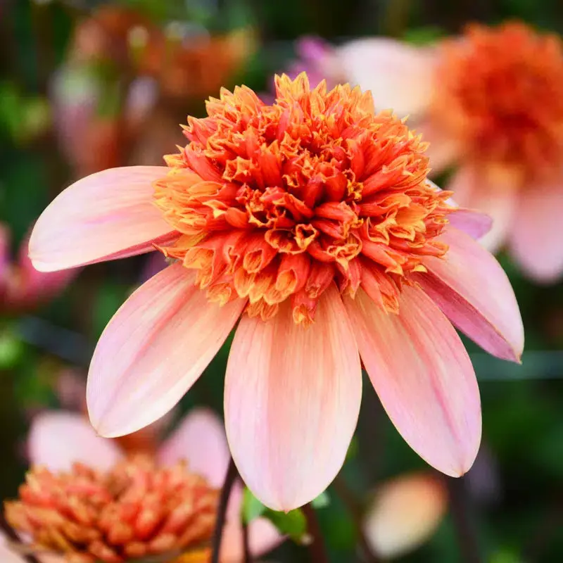 DAHLIA TOTALLY TANGERINE