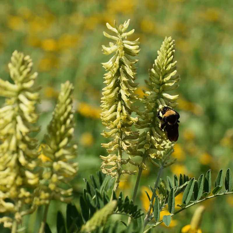 Astragale du Canada
