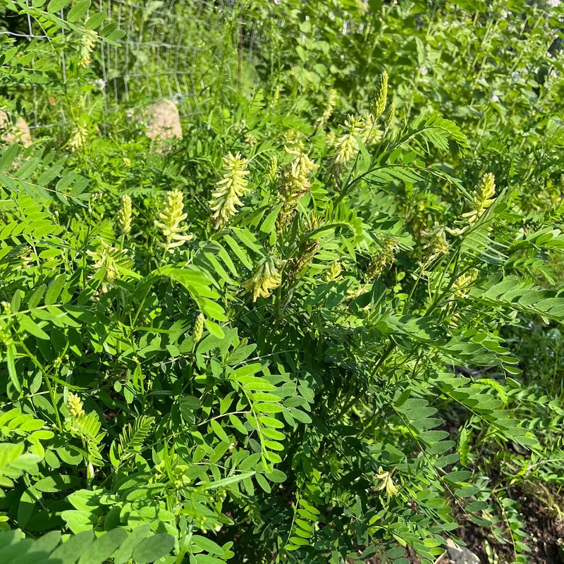 Astragale du Canada