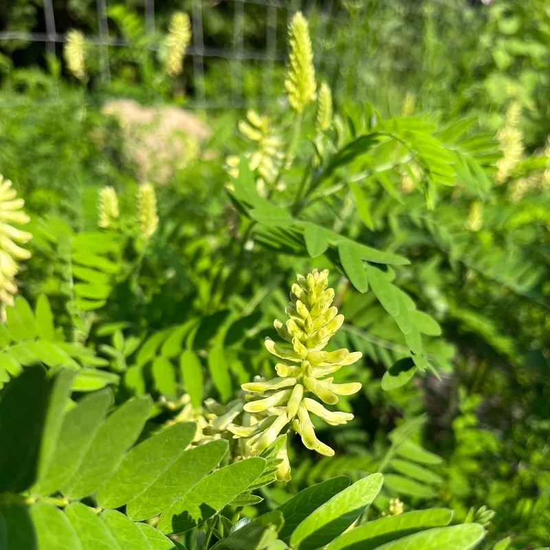 Astragale du Canada