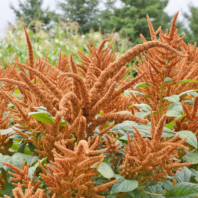 Amarante Golden Giant - Bio