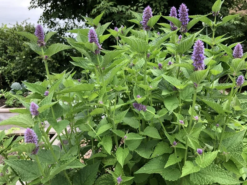 Agastache fenouil