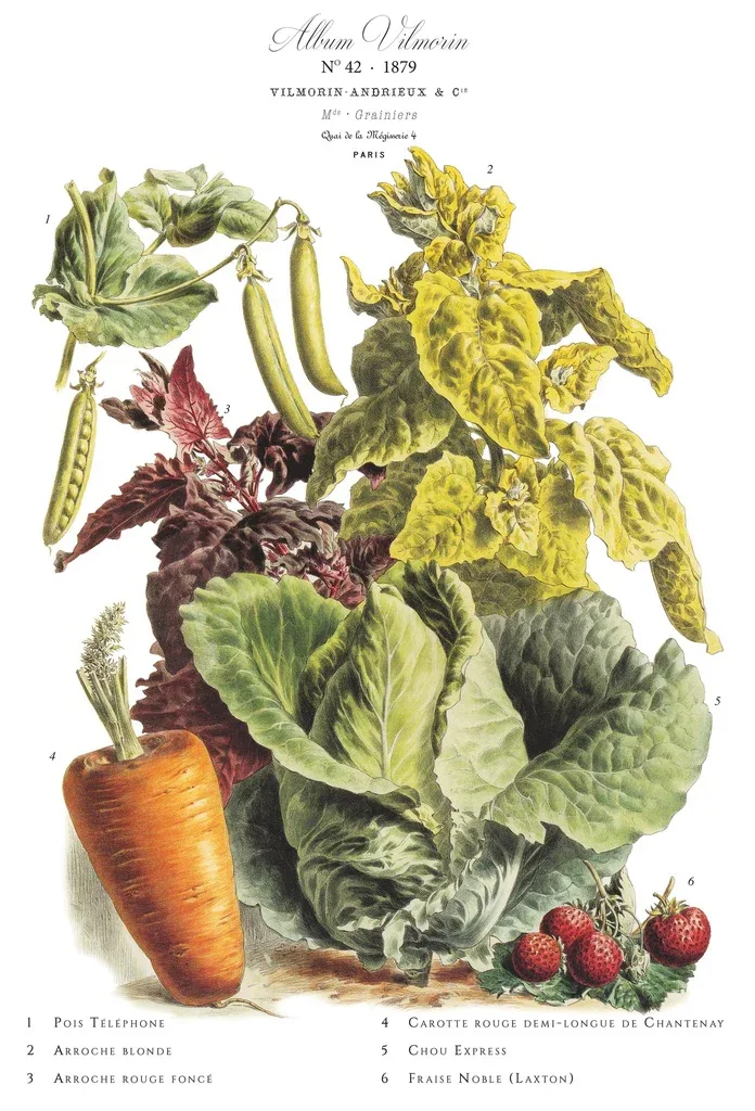Affiche VilMorin No.42