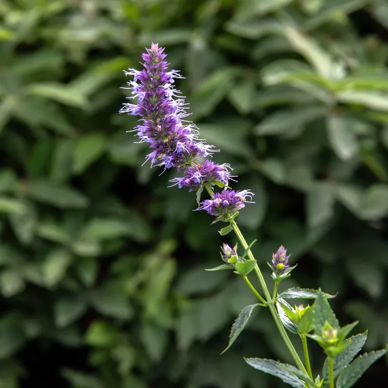 Agastache fenouil - Bio