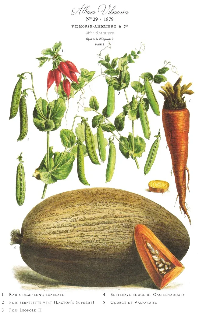 Affiche VilMorin No.29