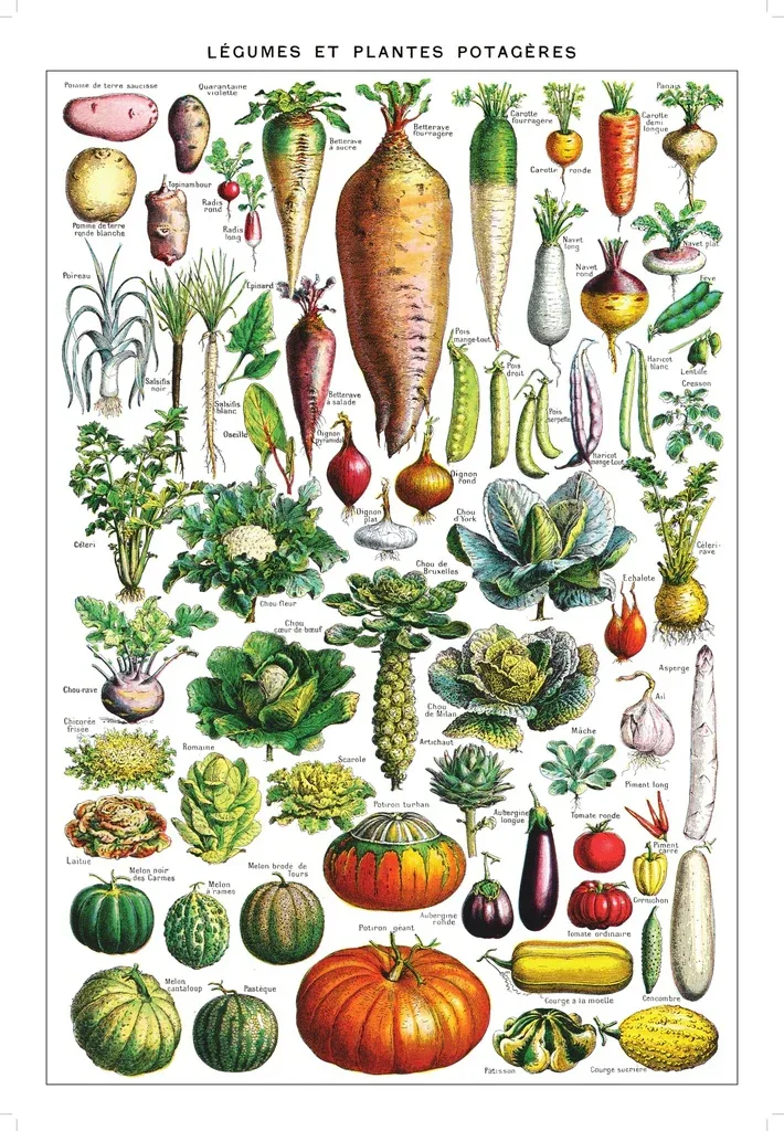 Affiche Légumes et plantes potagères