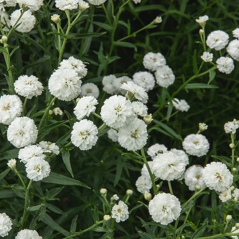 Achillée Noblessa - Bio