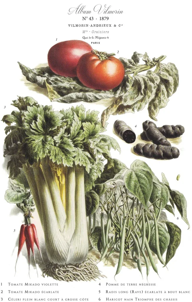 Affiche VilMorin No.43