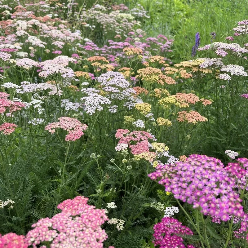 Achillée Summer Pastels - Bio