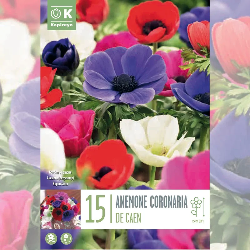 ANÉMONE CORONARIA DE CAEN