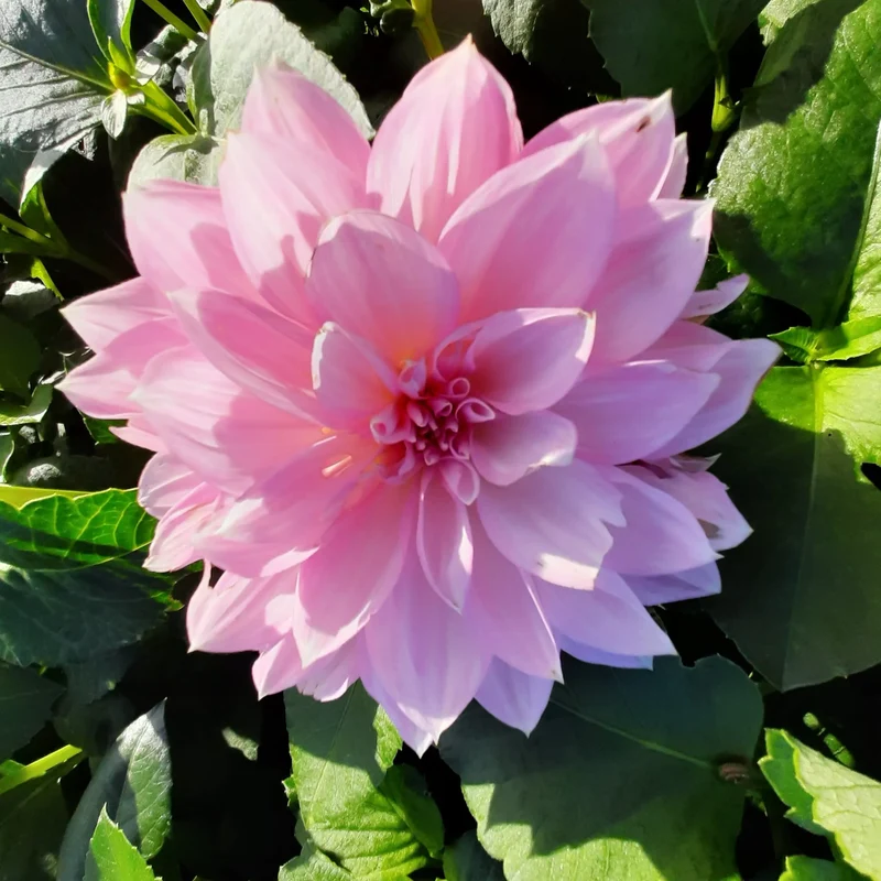 DAHLIA DECORATIF LAVENDER PERFECTION AB