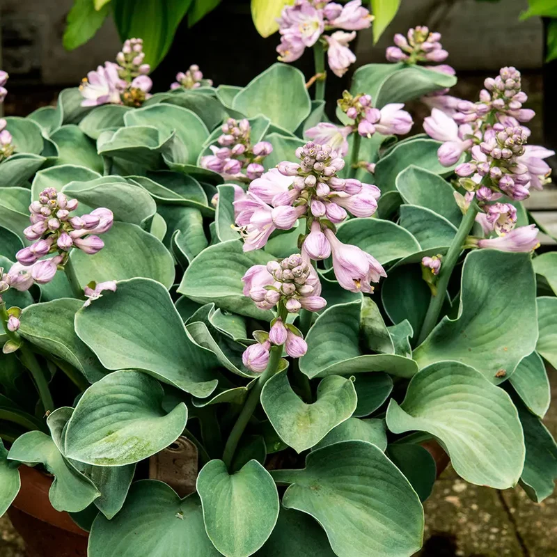 HOSTA BLUE MOUSE EARS